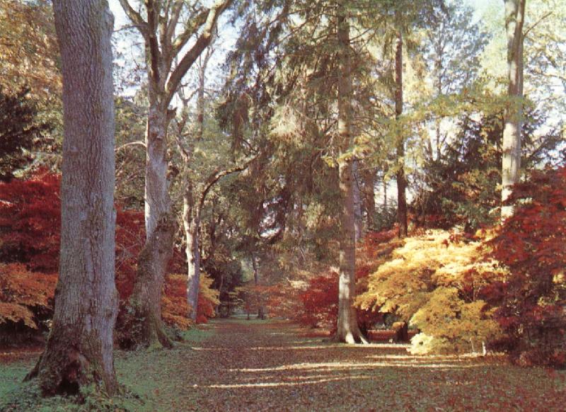 Westonbirt Arboretum, unknow artist